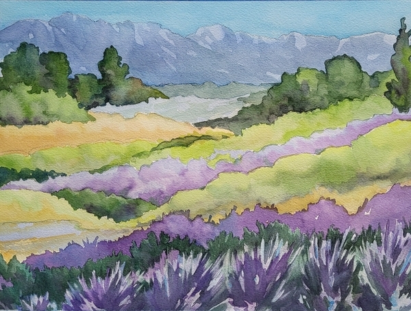 Sequim Lavender